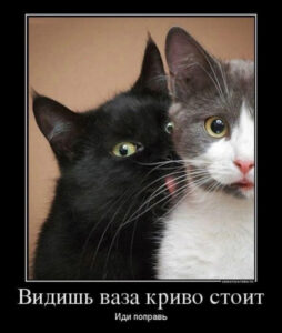 17d6359dda9c0ef6291b63689b876055.jpg